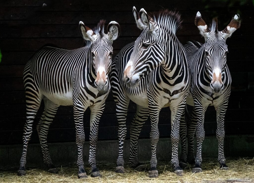 zebras, stripes, equines-5306630.jpg