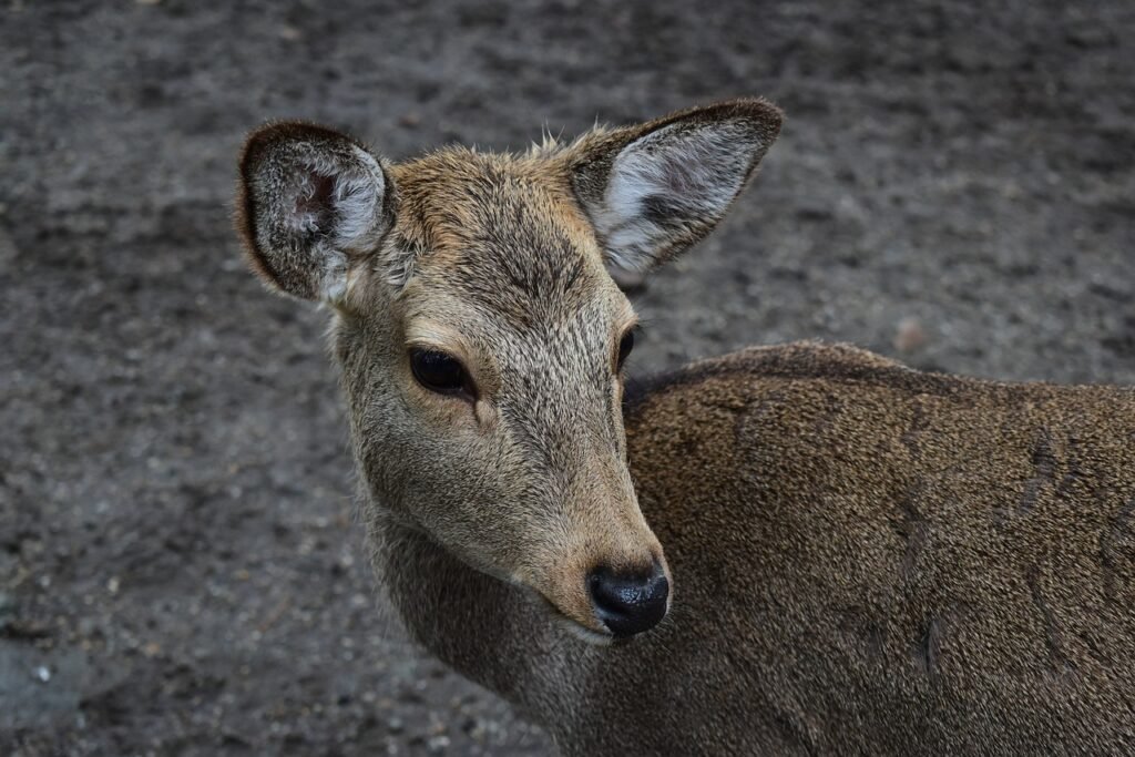 nara deer park, nara, japan-4050756.jpg