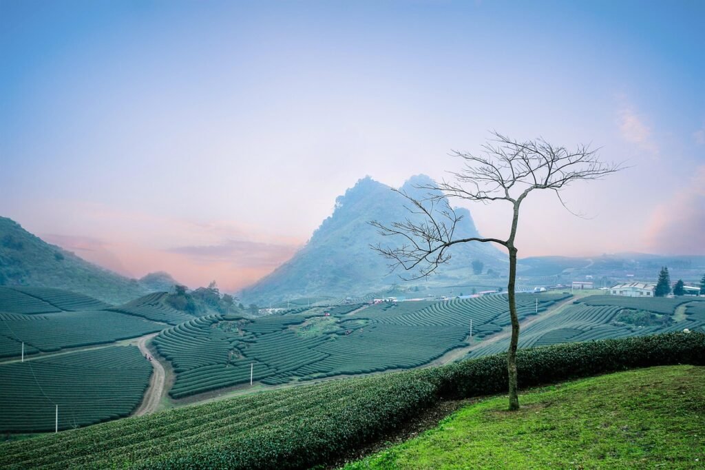 tea plantation, moc chau tea hills, eart tea plantation-2094890.jpg