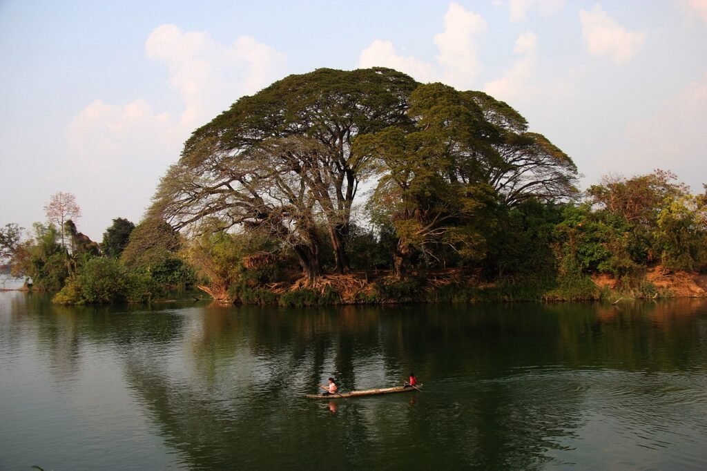 tree, jungle, don det-681715.jpg